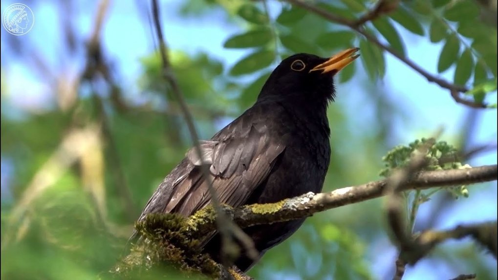 Warum verschwinden unsere Vögel?