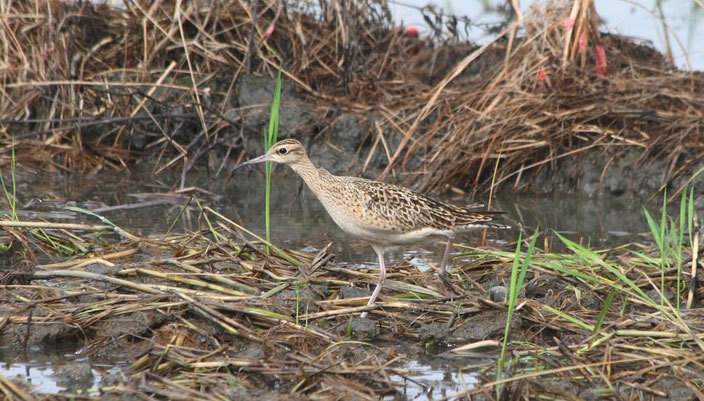 Schutz für die Flugrouten der Watvögel