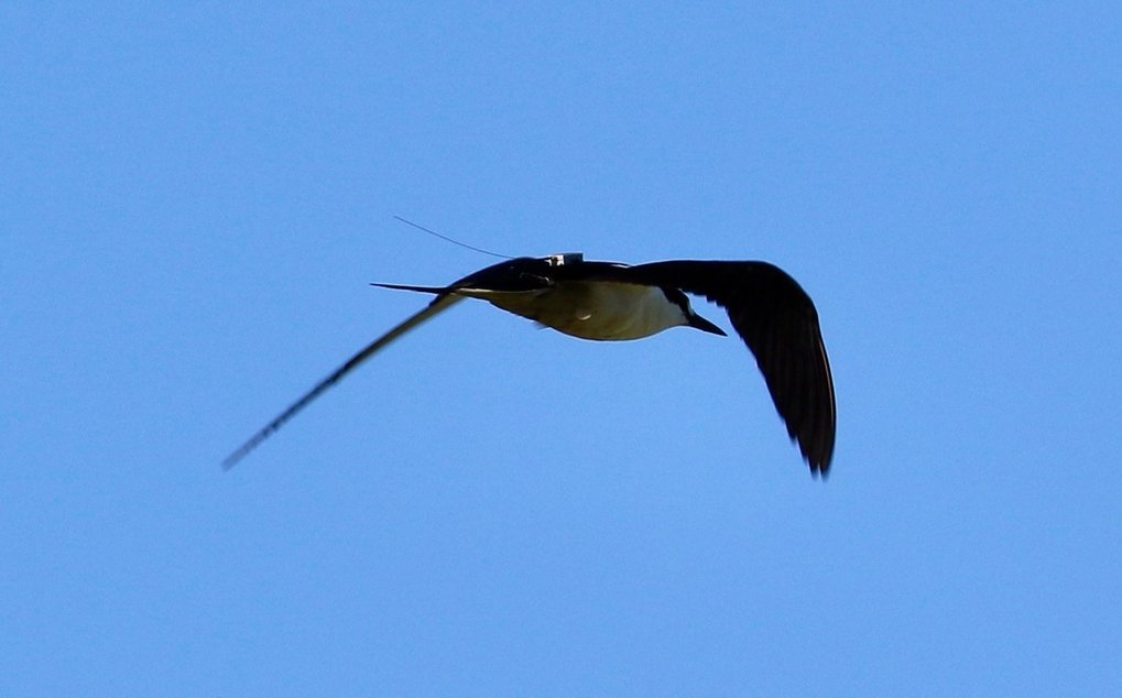 The life of Sooty Terns