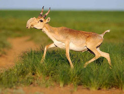 Protected areas for antelopes 