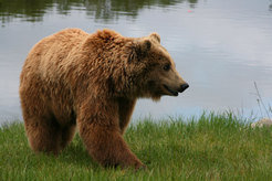 Orphaned bears under observation 