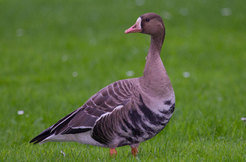 Families of geese fly together 