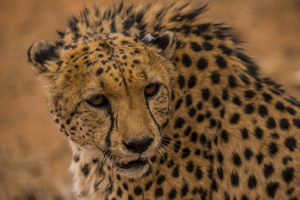 Verlorene Jahre im Leben der Tiere