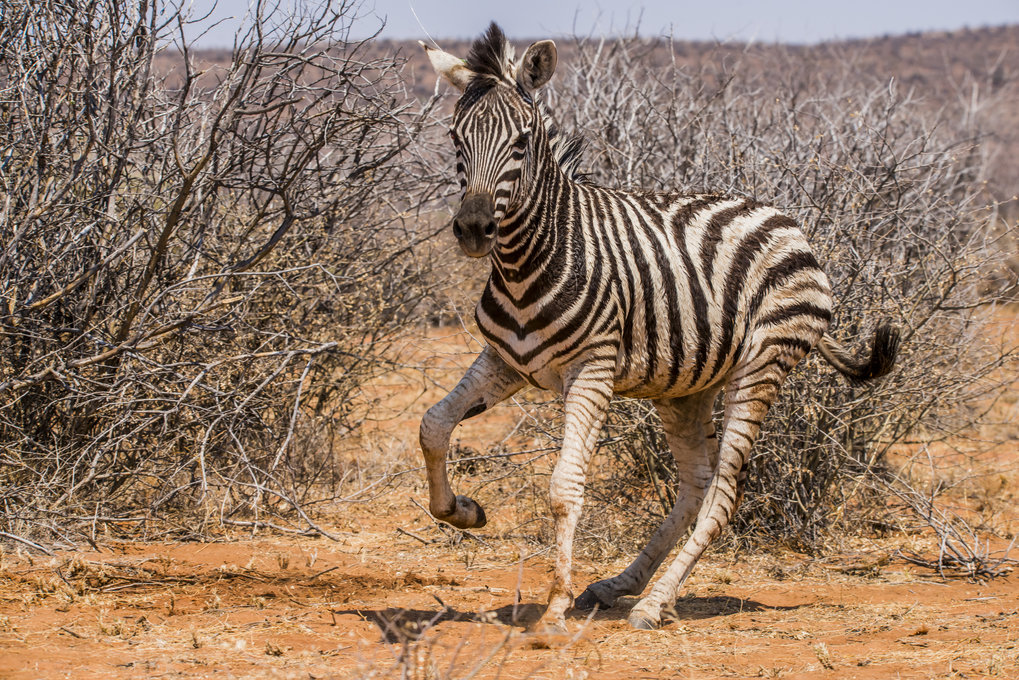 Tiere schützen Tiere