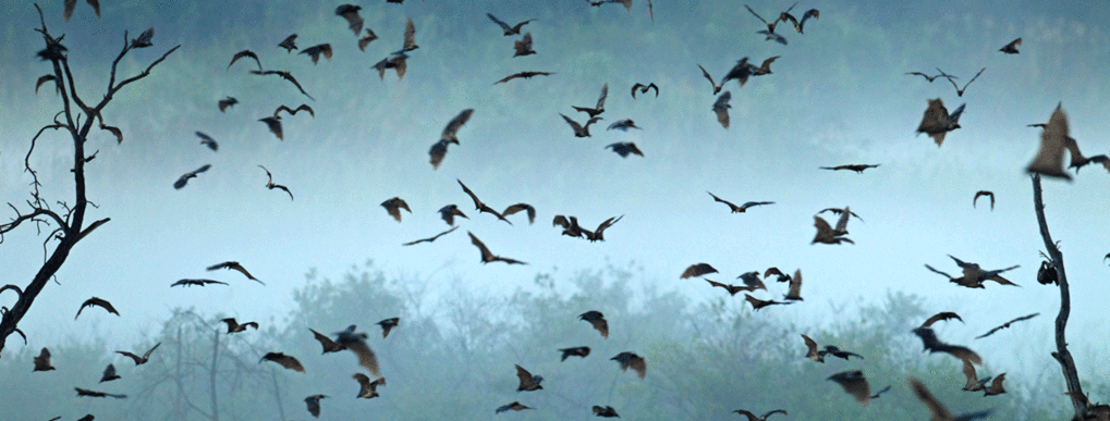 Biodiversitätskrise und Pandemien